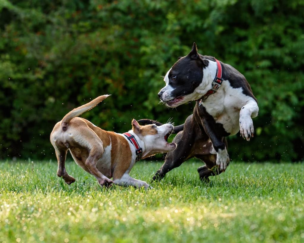 one dog trying to bite another in backyard