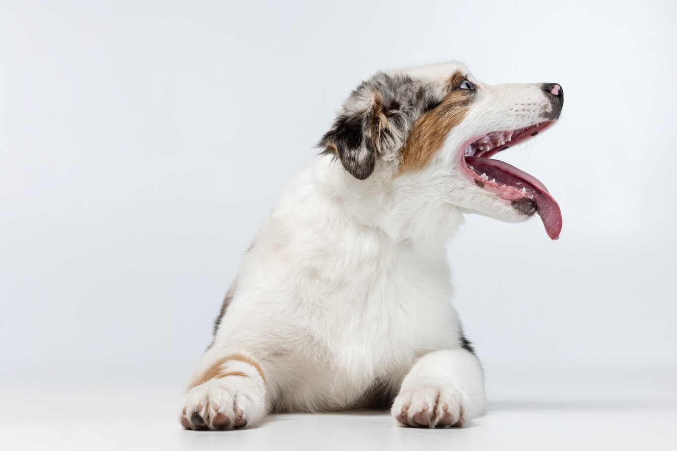 Dog Bites Dog Bites